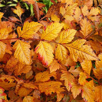 Koelreuteria paniculata 